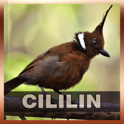 Suara Burung Cililin icon