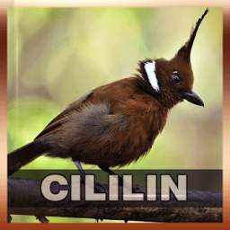 Suara Cililin 1.0