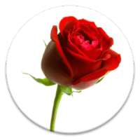 Hindi Shayari on 9Apps