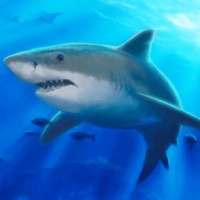 Monster Shark Attack