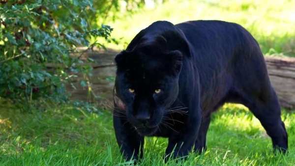Black Panther Animal wallpaper скриншот 2