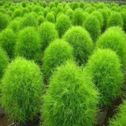 Plants 6.2