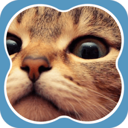 The Funny Cat icon