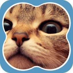 The Funny Cat 2.0