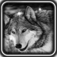 Голоса Волков живые обои