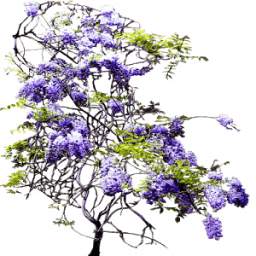 BranchTrial 1.0