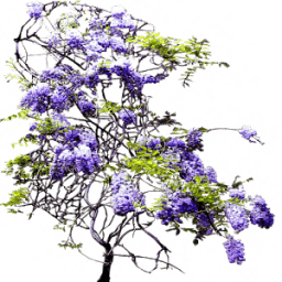 BranchTrial आइकन