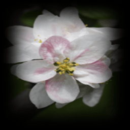 ikon Apple Blossom Connect Game