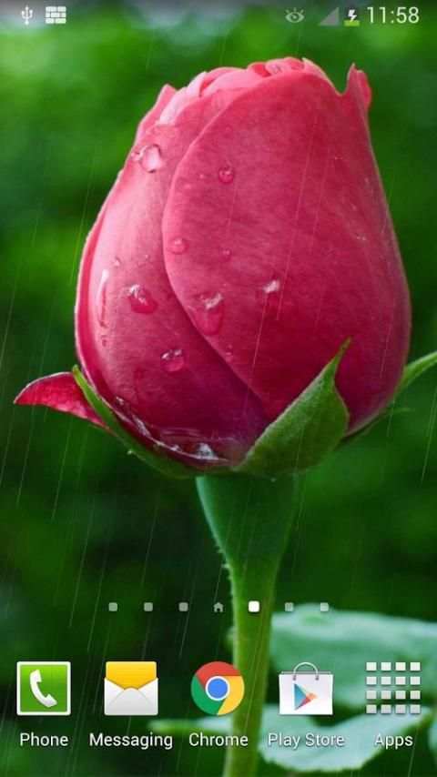 Rain Rose Live Wallpaper screenshot 4