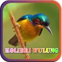 Masteran Kicau Kolibri Wulung on 9Apps