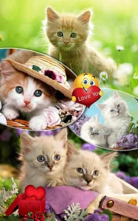 Photo Collage Mixer 1 تصوير الشاشة