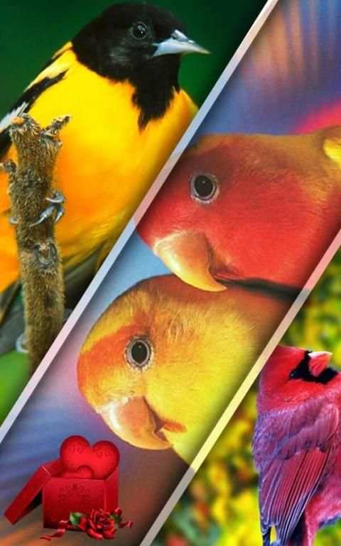 Photo Collage Mixer 2 تصوير الشاشة