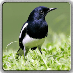 Birdsong (All Varians Bird) icon