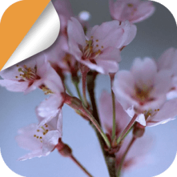 A Bouquet of Plum Blossoms icon