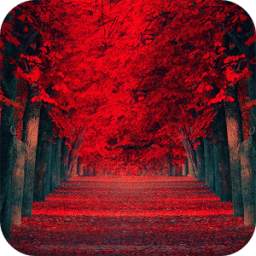 Red Leaves 1.4