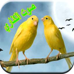 اصوات طائر الكناري 1.0