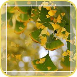 Lake Ginkgo Leaf 2.1