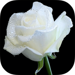 White Rose Live Wallpaper иконка