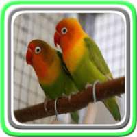 Chirping Lovebird