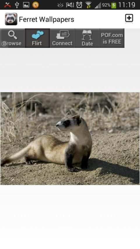 Ferret Wallpapers screenshot 2
