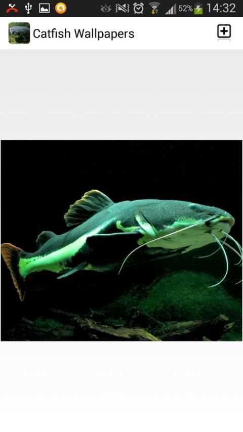 Catfish Wallpapers 2 تصوير الشاشة