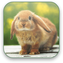 Bunny Free Video Wallpaper أيقونة