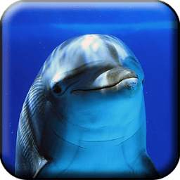 Dolphins Live Wallpaper 1.0