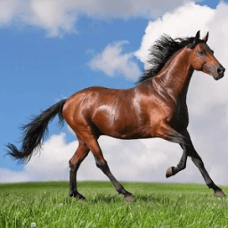 Horses Live Wallpaper أيقونة