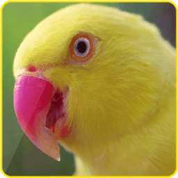 Birds Photo Lock Screen icon