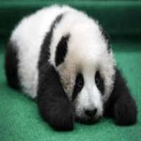 Baby Panda Scratch Card