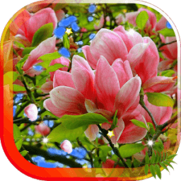 ikon Flowers Spring live wallpaper