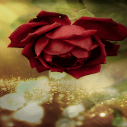 Beautiful Red Rose LWP иконка