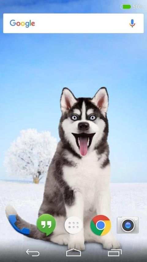 Dog 8 تصوير الشاشة