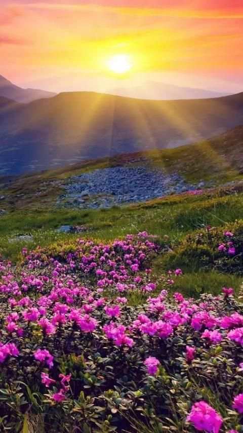 Sunrise Wallpapers screenshot 7