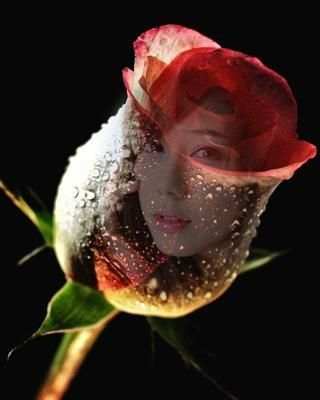 Rose Flower Frames Transparent screenshot 2