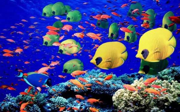 Aquarium Live Wallpaper screenshot 2