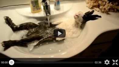 Funny Videos 2016 WhatsApp screenshot 5