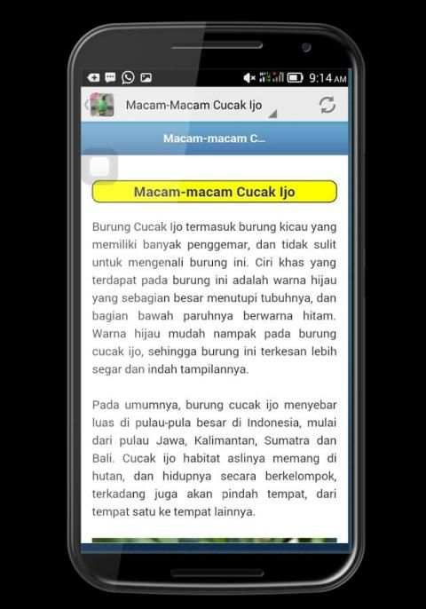 Cucak Ijo Berkicau screenshot 4