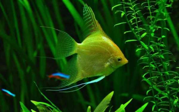 Fishes Aquarium 7 تصوير الشاشة