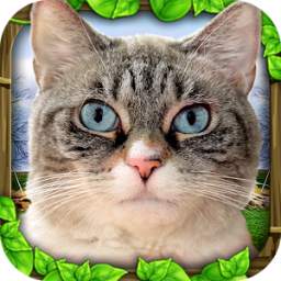 StrayCatSim 1
