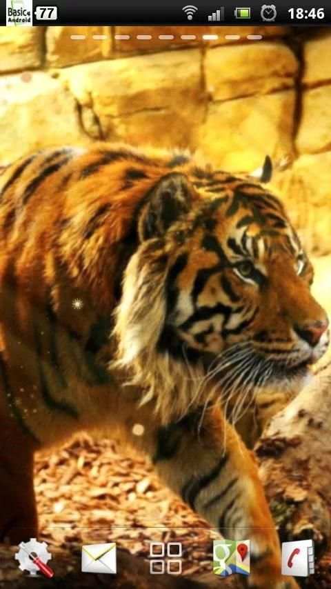 free live tiger wallpaper screenshot 4