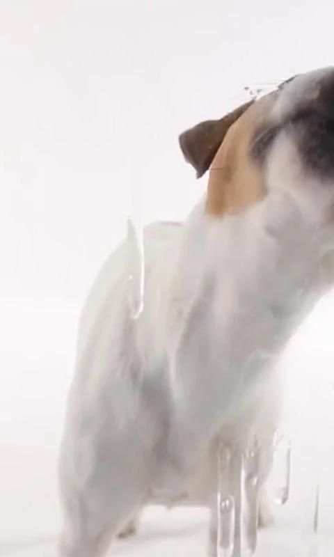 Dog Lick Screen Live wallpaper screenshot 4