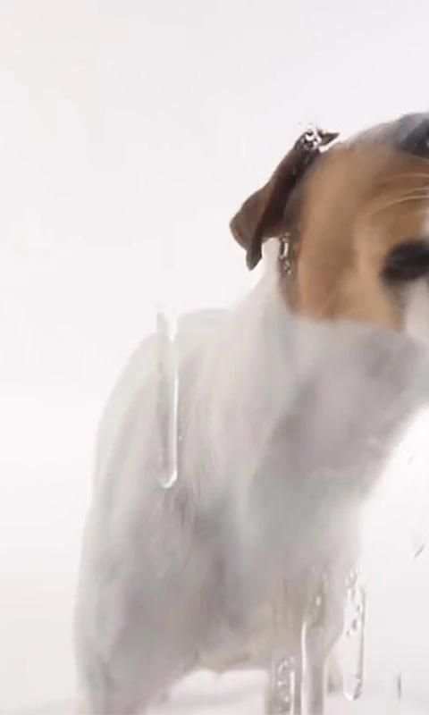 Dog Lick Screen Live wallpaper 2 تصوير الشاشة