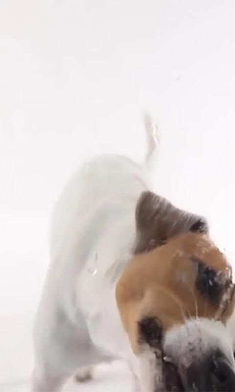 Dog Lick Screen Live wallpaper screenshot 7