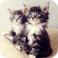 Kittens Live Wallpaper