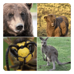 Guess The Animal icon