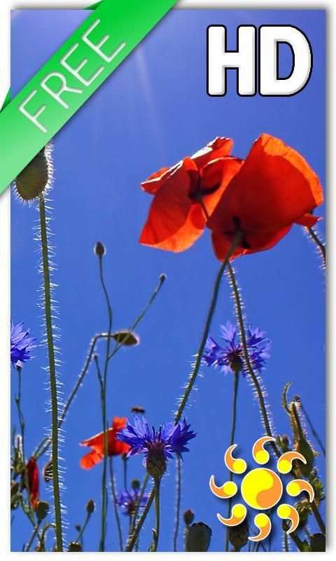 Poppies flowers LWP screenshot 3