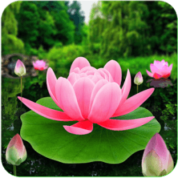 Flower Live Wallpaper 3D أيقونة
