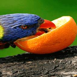 Lovely Parrot LWP