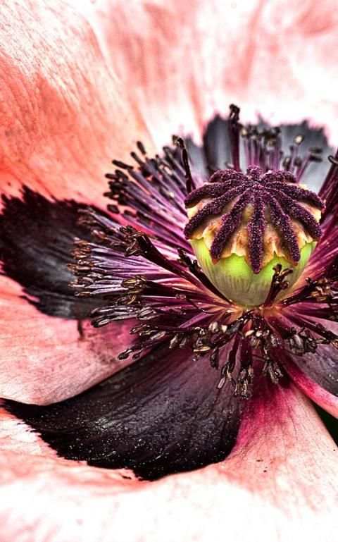 Flower Wallpapers 10 تصوير الشاشة